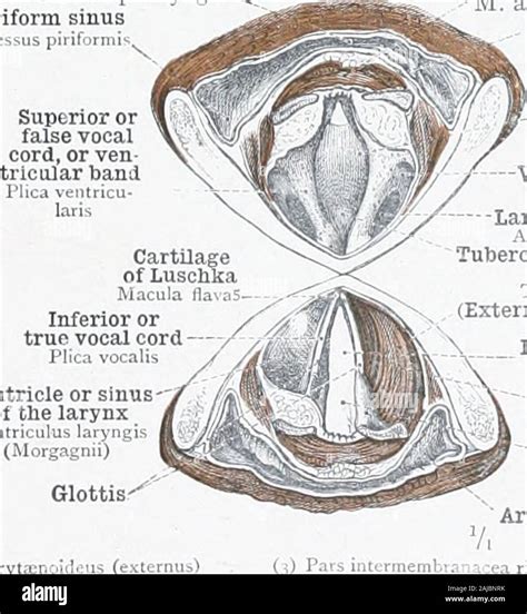 sinus piriformis|Piriform recess